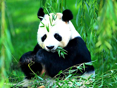 碧峰峡-最最可爱的熊猫.jpg