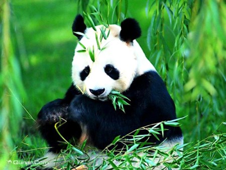 碧峰峡-最最可爱的熊猫.jpg