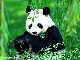 碧峰峡熊猫/野生动物乐园