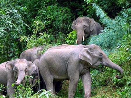 野象谷-森林中的大象.jpg