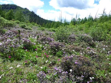 香格里拉秘境尼汝-满山的花.jpg