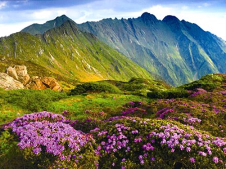 苍山国家地质公园-花海.jpg