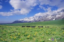 千面玉龙雪山